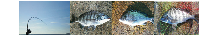 黒鯛　チヌ　年間６００匹　落とし込み＆前打ち　こうすれば釣れます！ 黒鯛　チヌ　の釣り方只今、全公開中！　もしあなたが、黒鯛　チヌを釣ってみたい、もっと釣れるようになりたい、５０ｃｍオーバーを釣りたい、そう思うのであれば、今すぐ読み進めてください