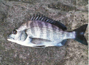 黒鯛　チヌ　年間６００匹　落とし込み＆前打ち　こうすれば釣れます