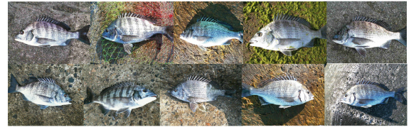 黒鯛　チヌ　年間６００匹　落とし込み＆前打ち　こうすれば釣れます
