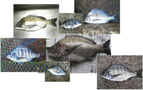 黒鯛　チヌ　年間６００匹　落とし込み＆前打ち　こうすれば釣れます