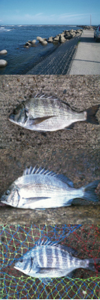 黒鯛　チヌ　年間６００匹　落とし込み＆前打ち　こうすれば釣れます