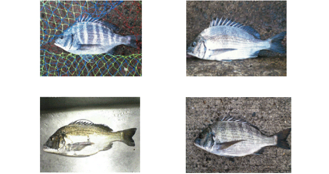 黒鯛　チヌ　年間６００匹　落とし込み＆前打ち　こうすれば釣れます