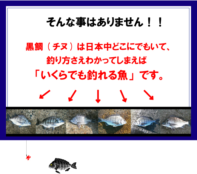 そんな事はありません！！黒鯛(チヌ)は日本中どこにでもいて、釣り方さえわかってしまえば「いくらでも釣れる魚」です