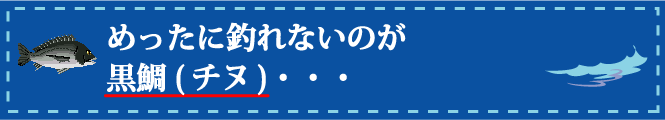 めったに釣れないのが黒鯛(チヌ)・・・